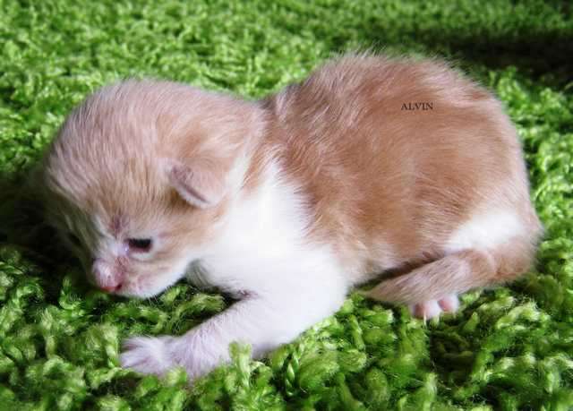 Maine Coon Kitten